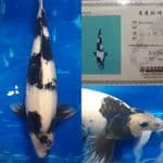 Shiro Omosako, 55Bu, Jantan