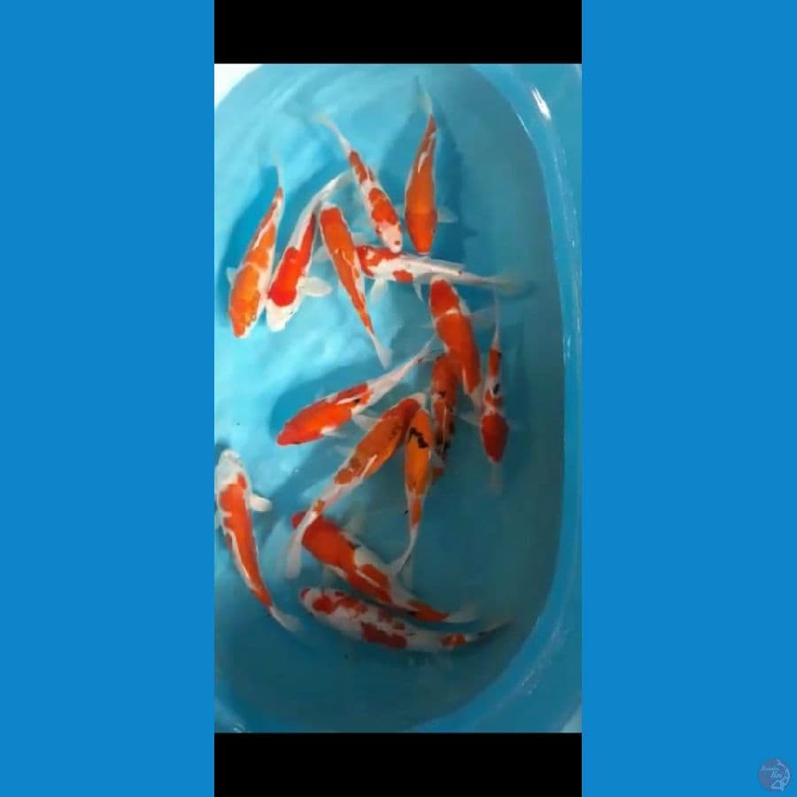 mix 20-28cm 15ek