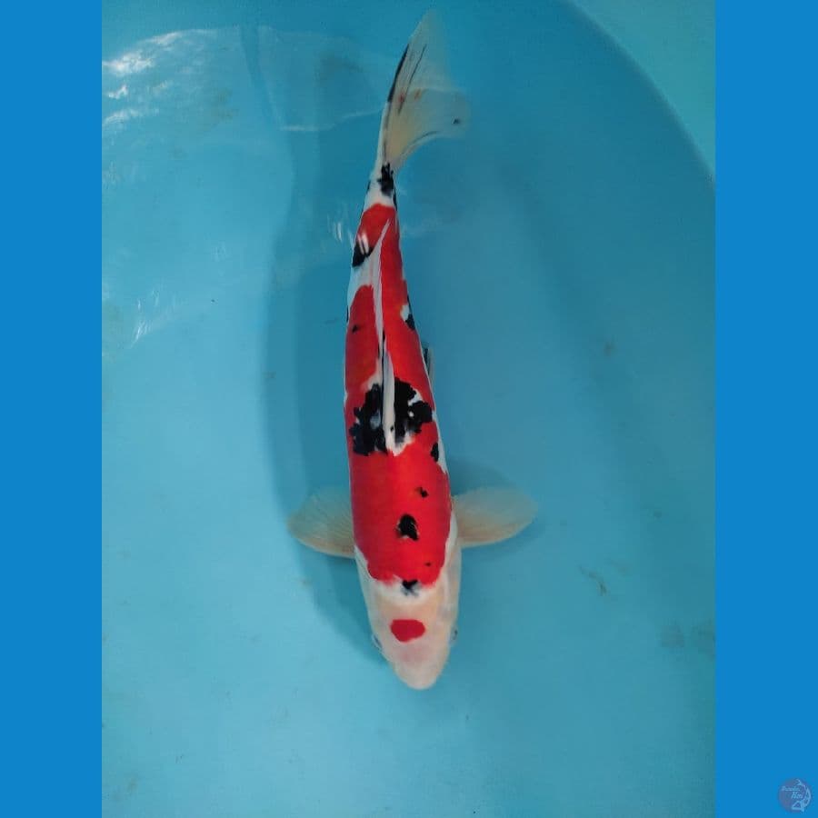 sanke doitsu 35 cm male