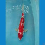 kohaku 33cm