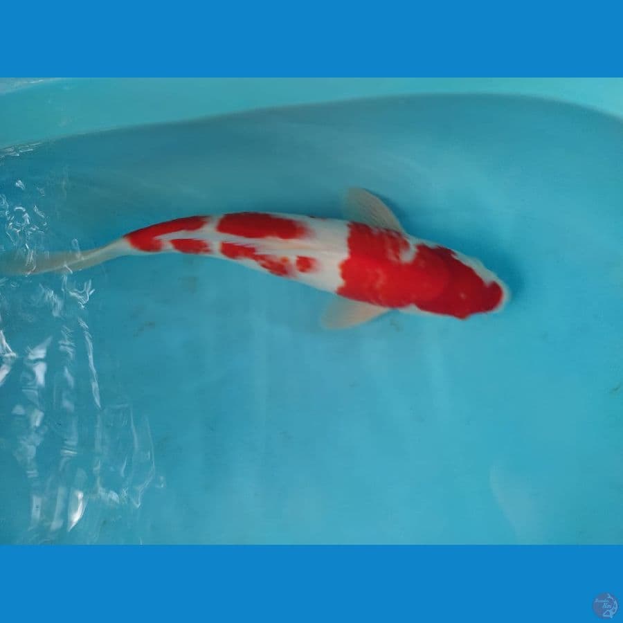 kohaku 35 cm male
