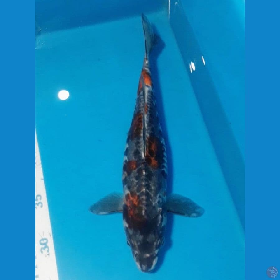kiko 32 cm