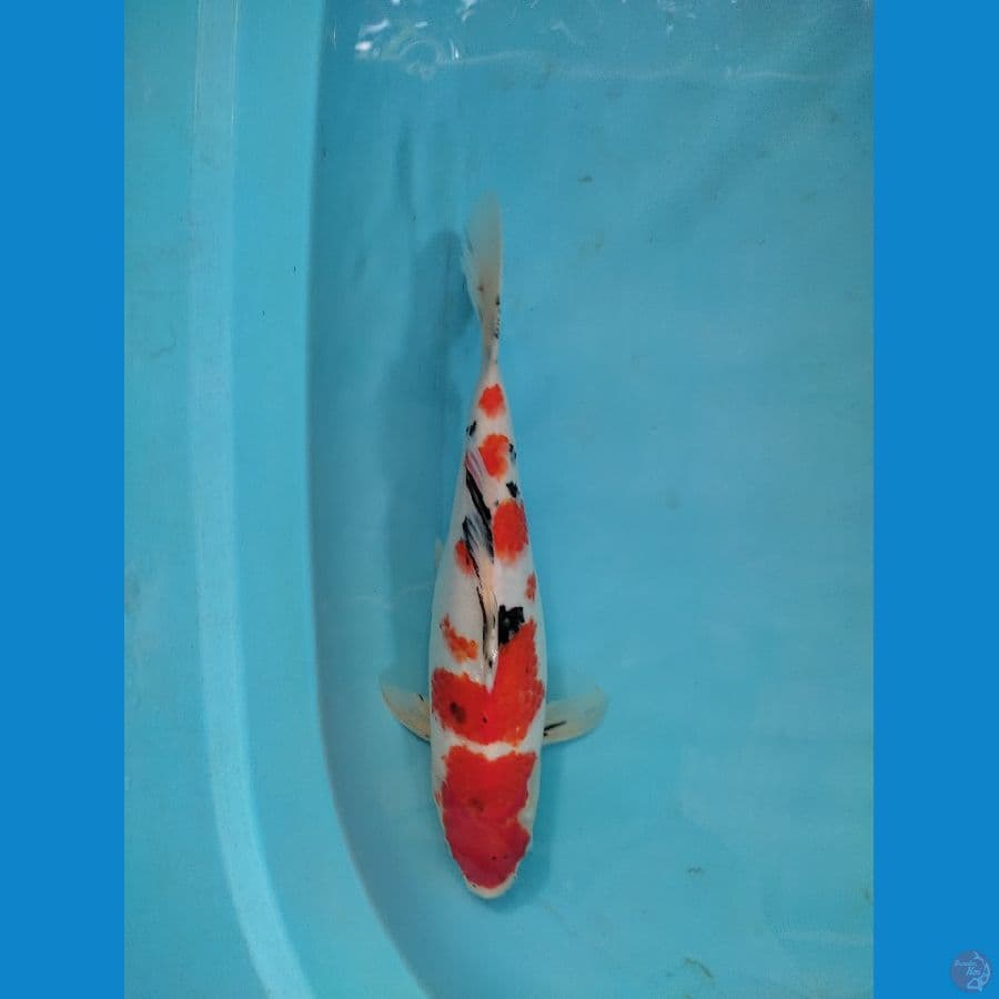 sanke bulky 35 cm