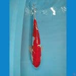 kohaku doitsu 34cm male