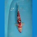 sankey kucibeni 36cm male