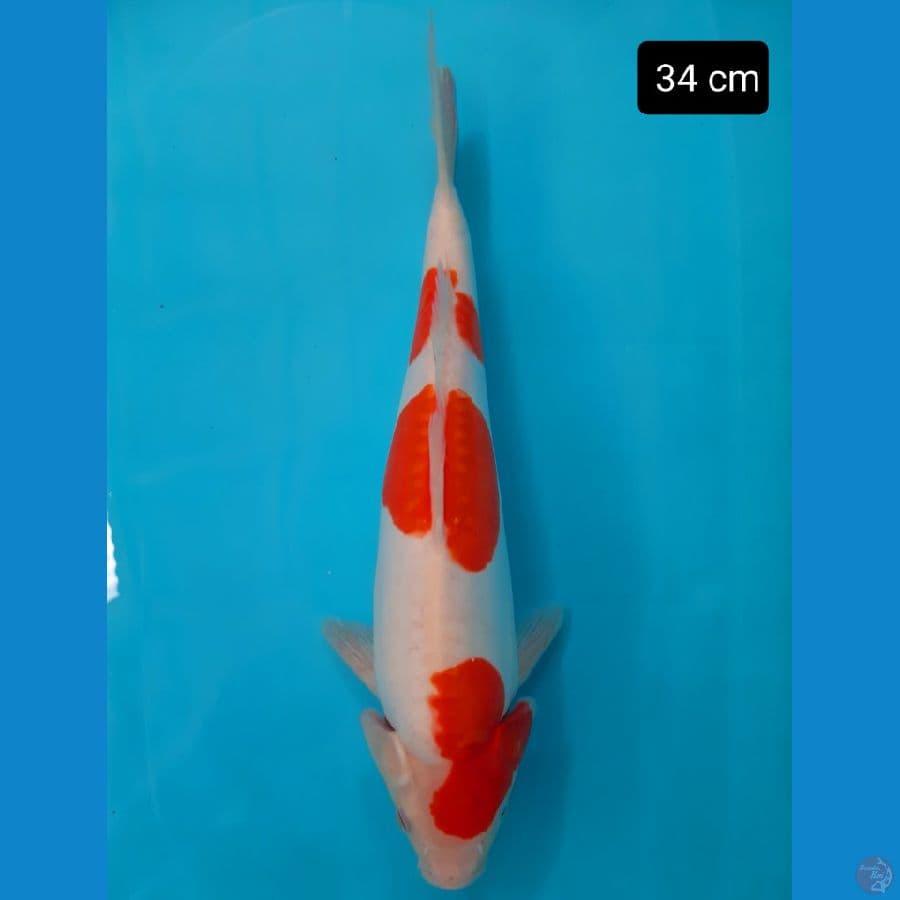 Doit punuk 34 cm