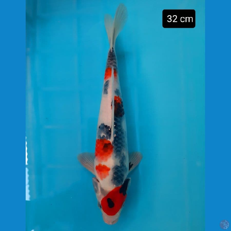 maruten kindai 32 cm