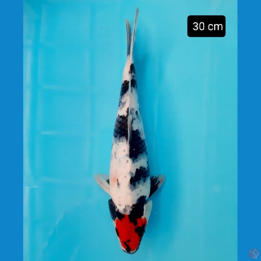 tancho showa 30 cm