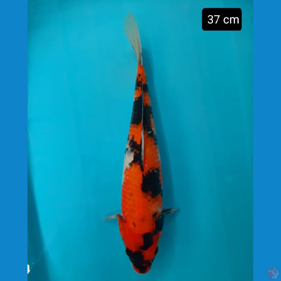 showa 37 cm