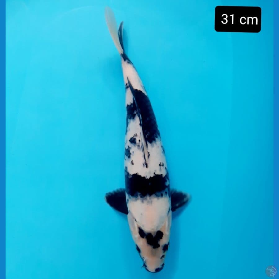 shiro 31 cm