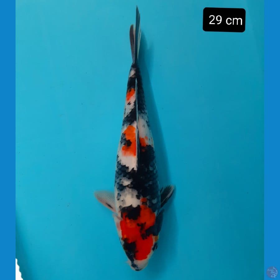 showa 29 cm