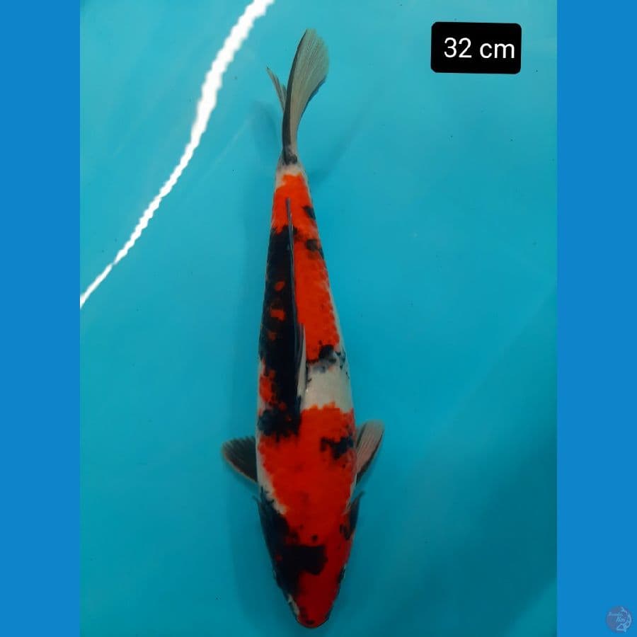 showa 32 cm
