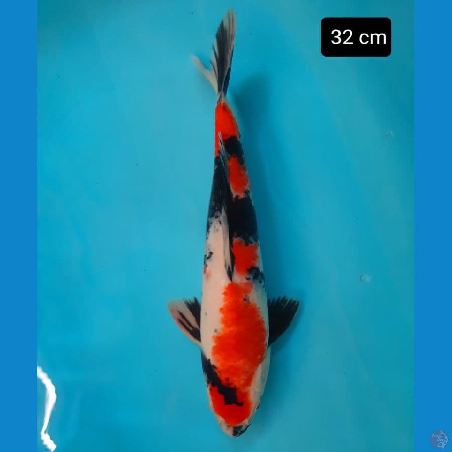 showa 32 cm