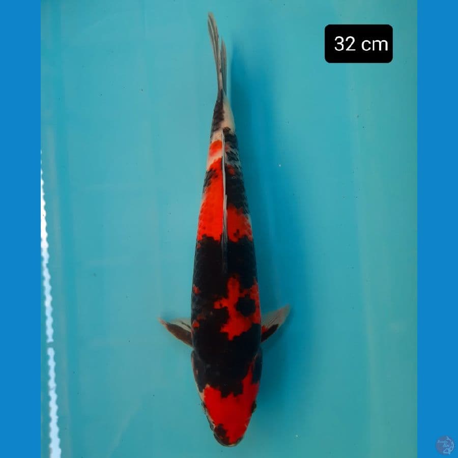 showa 32 cm