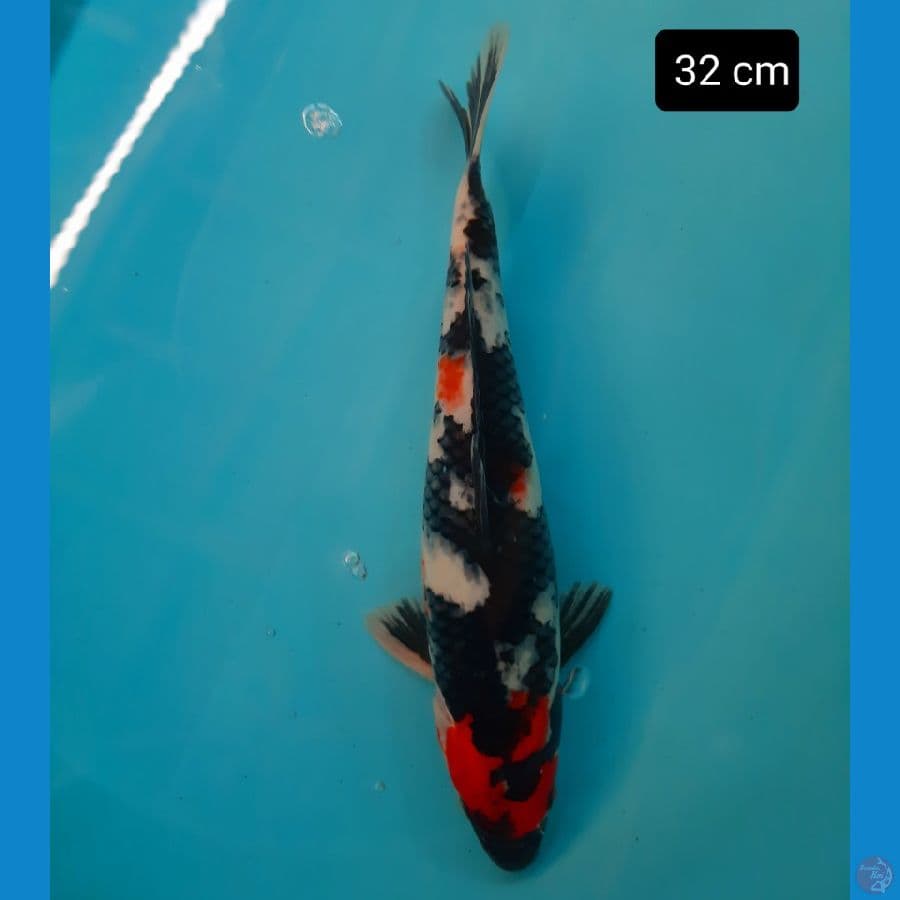 showa 32 cm