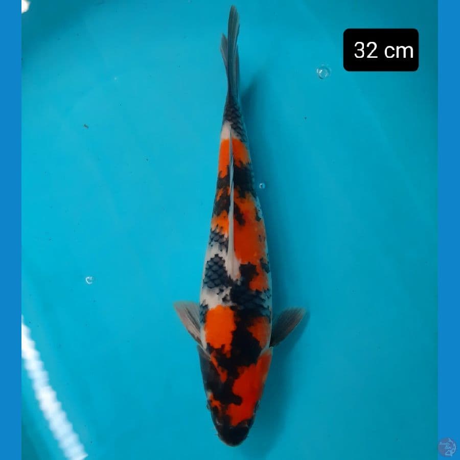 showa 32 cm