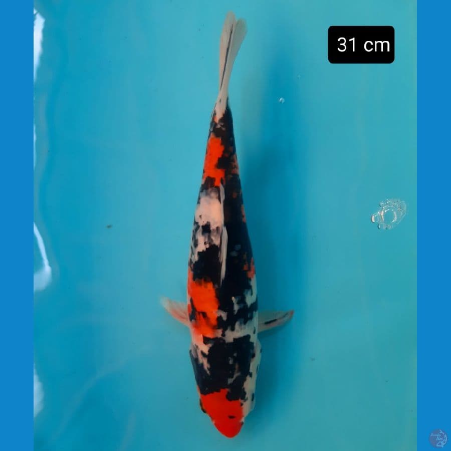 showa 31 cm