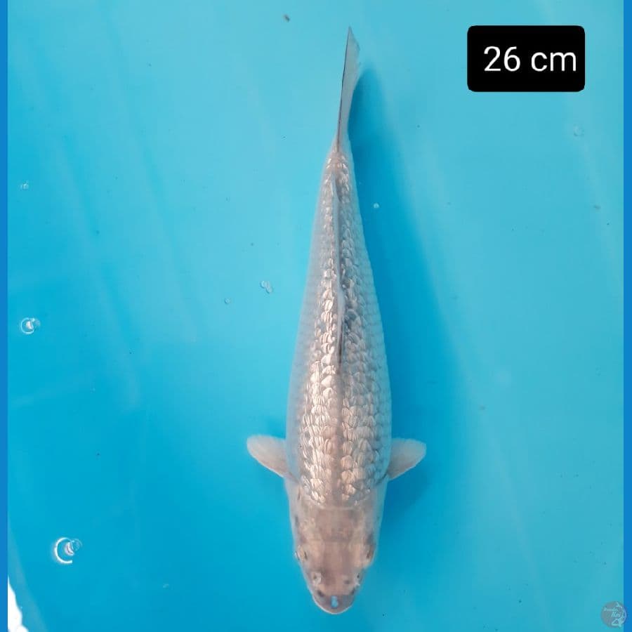 ginrin padat 26 cm
