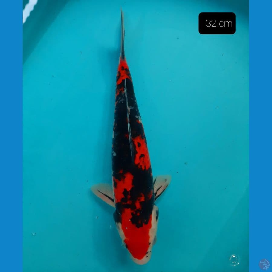 showa 32 cm