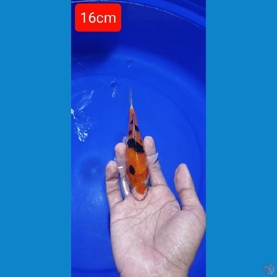 Sanke 16cm bahan cutt