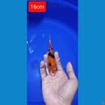Sanke 16cm bahan cutt 