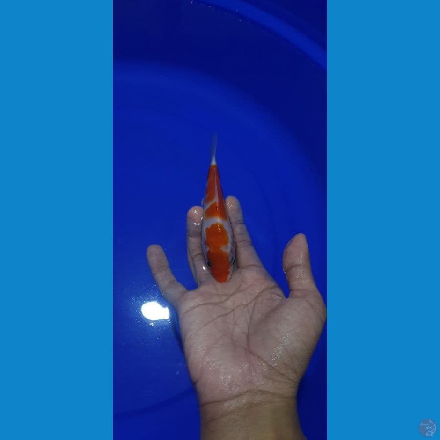 Kohaku 14cm bahan cutt