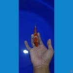 Kohaku 14cm bahan cutt