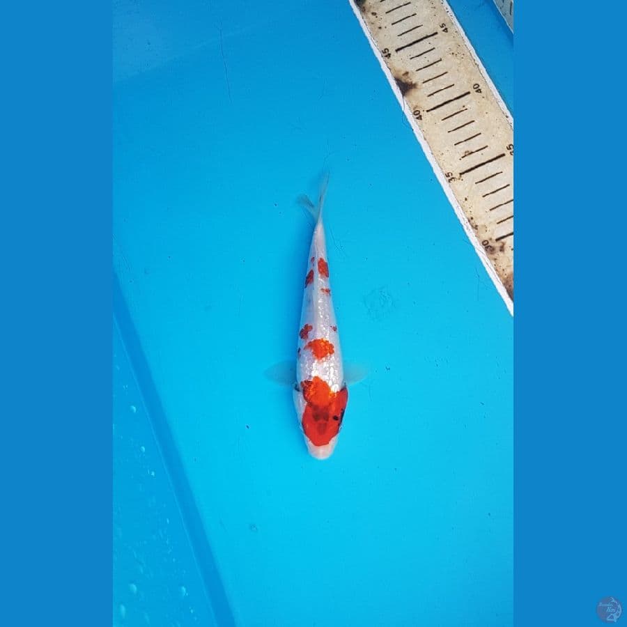 showa ginrin 18cm