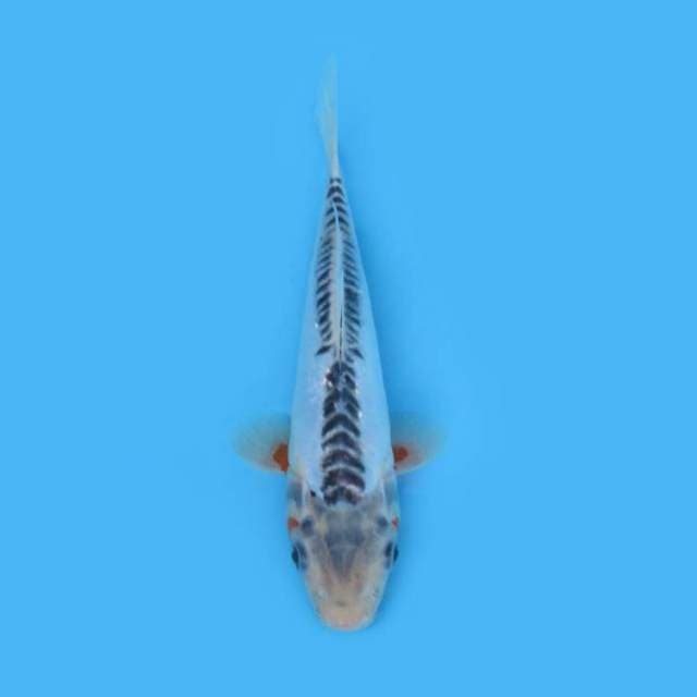 26CM - SUSUSUI