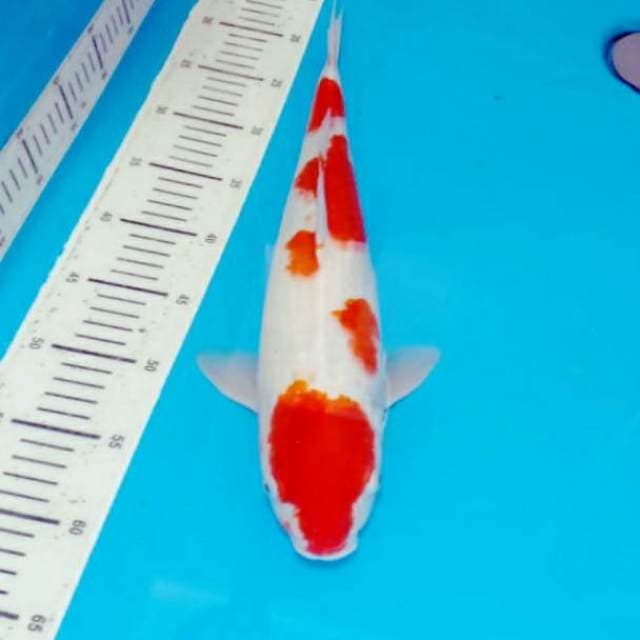 Kohaku jumbo 45cm