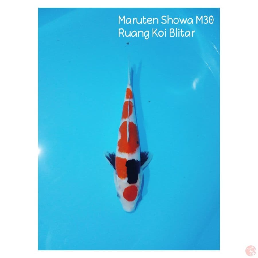 Maruten Showa 30CM