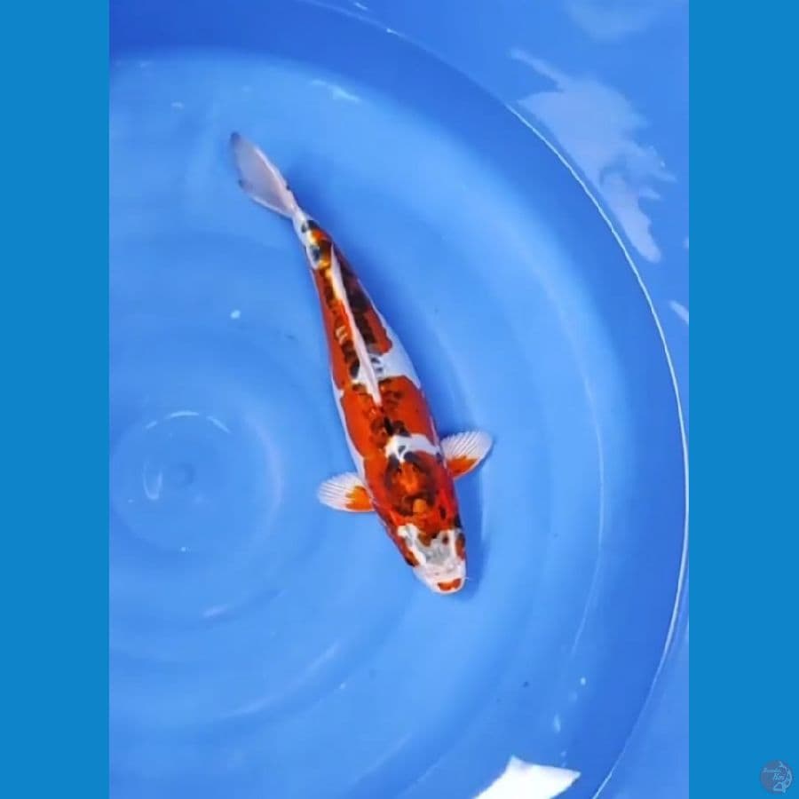 40 CM - INAZUMA KIKO