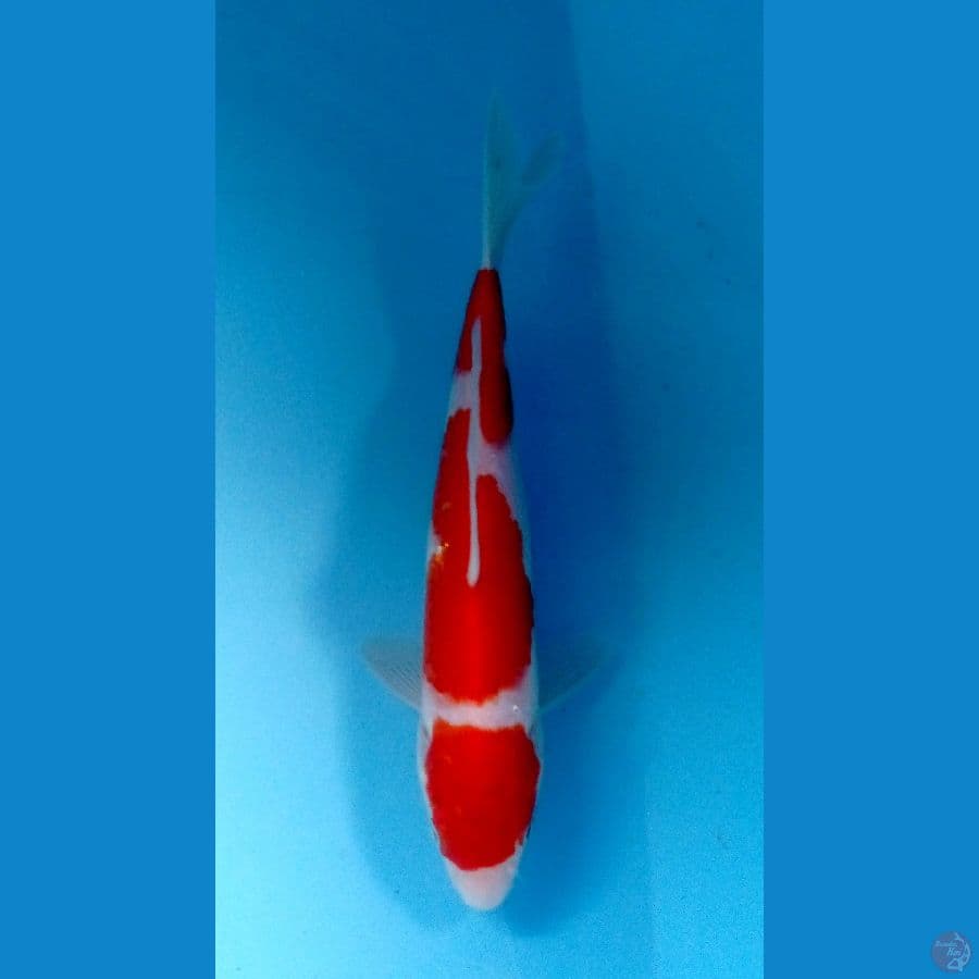 kohaku 19cm