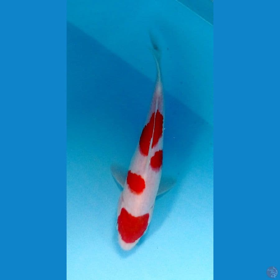 kohaku 19 cm