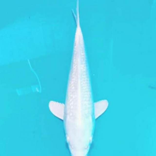 Ginrin putih salju bling bling 27cm
