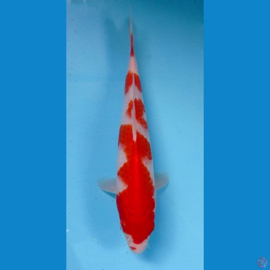 kohaku 24cm