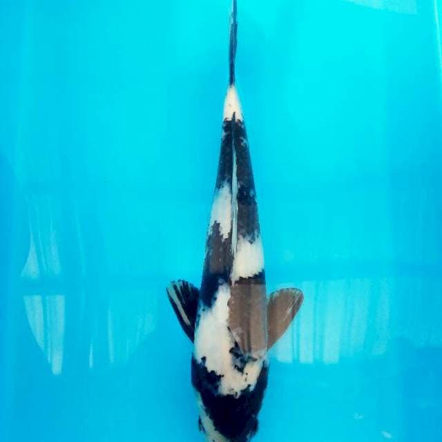 SHIRO F1