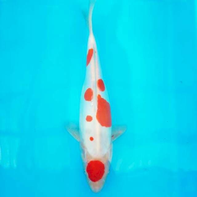 Original maruten kohaku doitsu