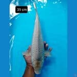 soragoi jumbo 39 cm