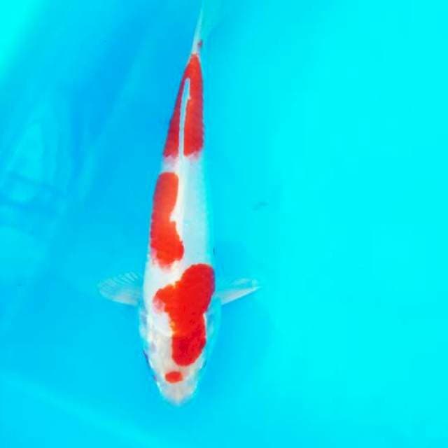 Kohaku hikari