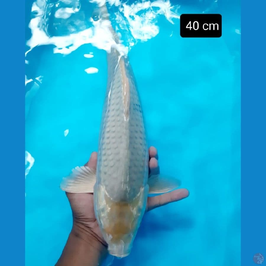 soragoi jumbo 40 cm