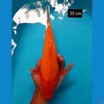 red karashi 35 cm