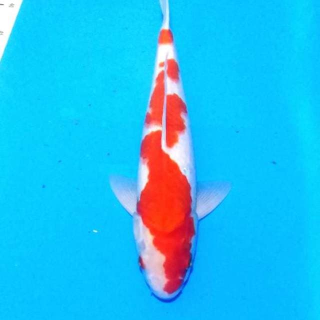 Kohaku 38cm collecter item