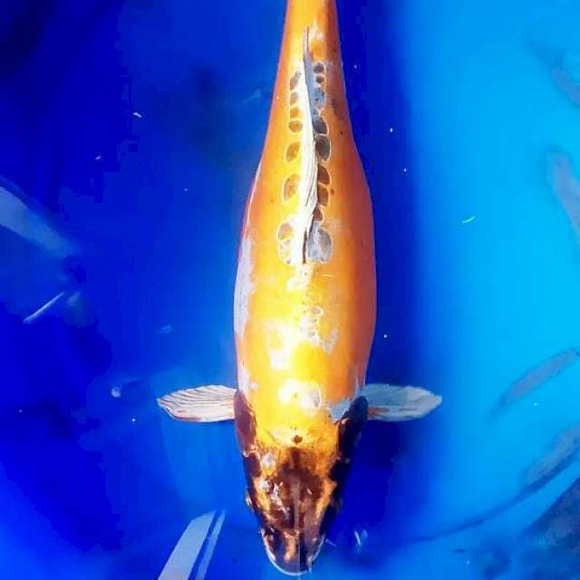 F1 kin kikoryu -+50cm