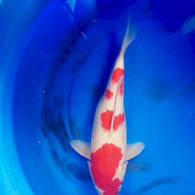 F1 kohaku 40cm up female