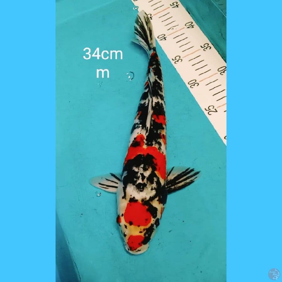 showa 34cm