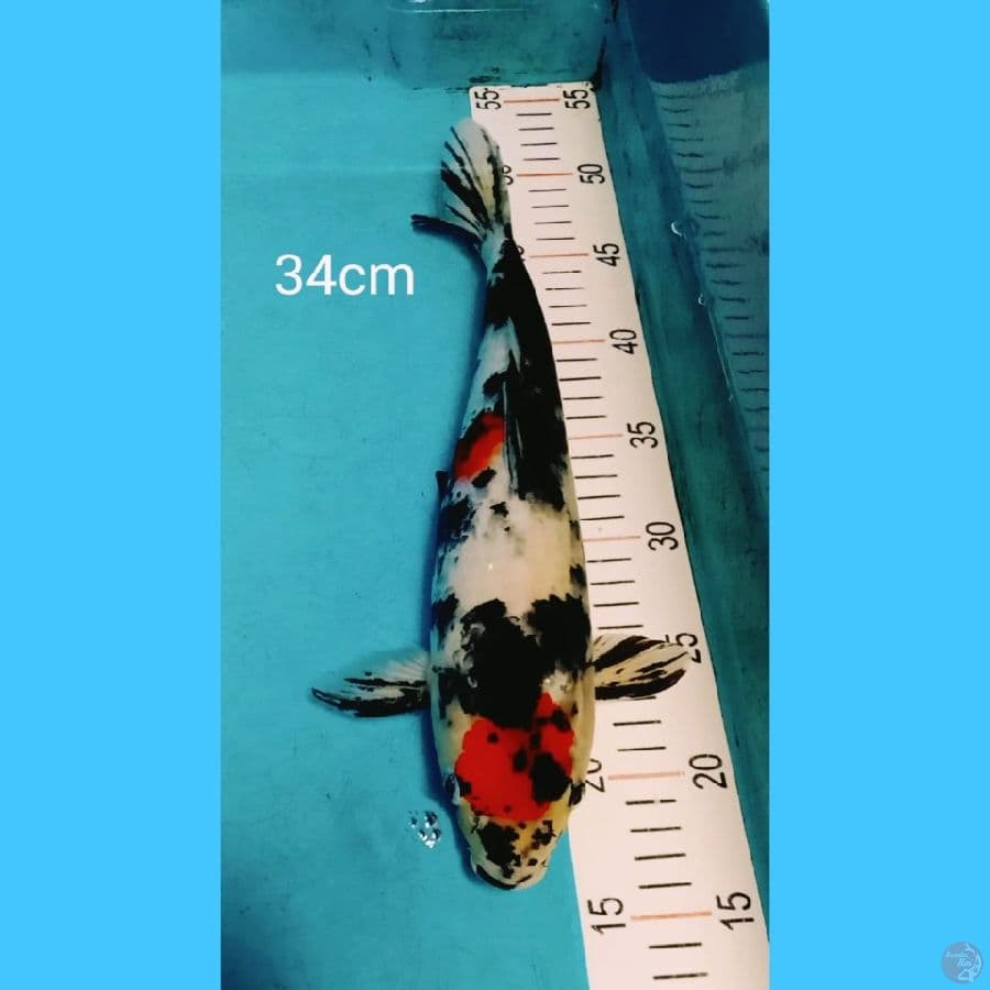 showa 34cm