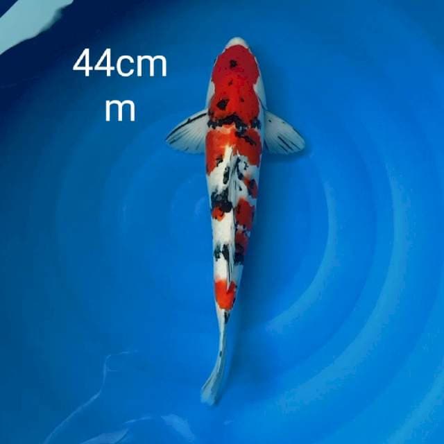 Jumbo sanke 44cm