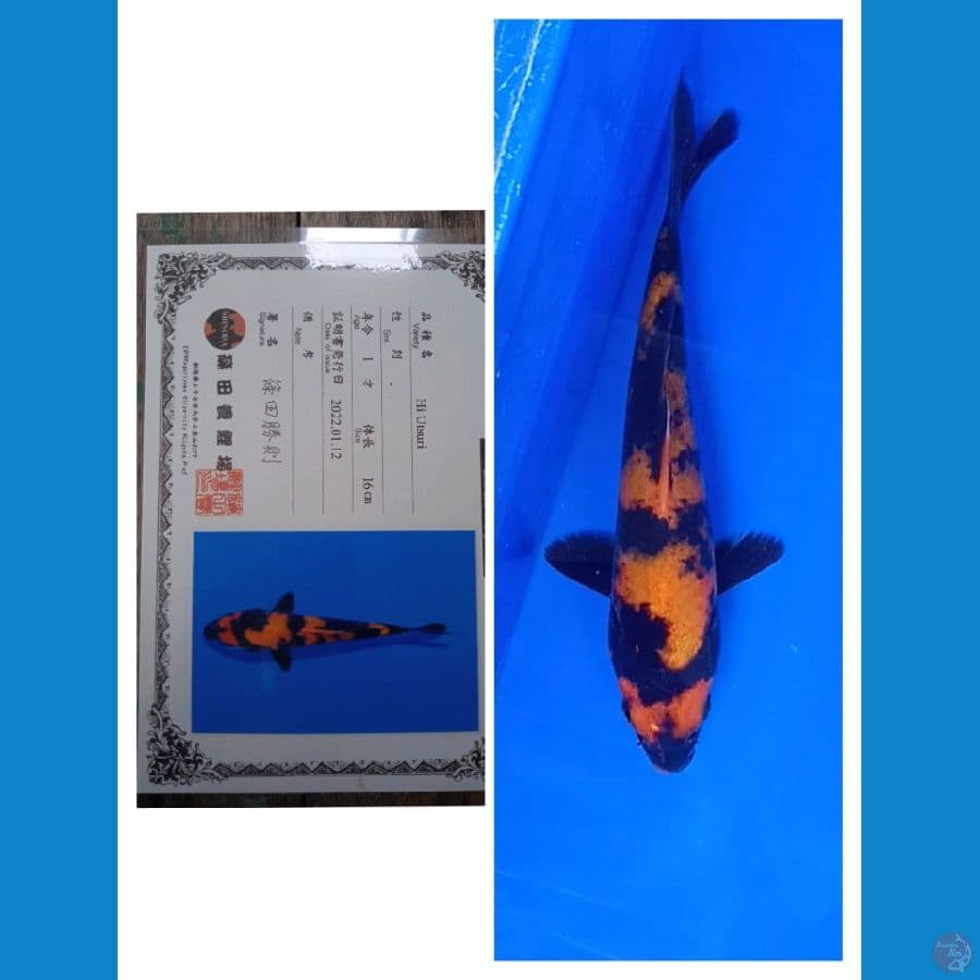 Utsuri Shinoda Certy Breeder