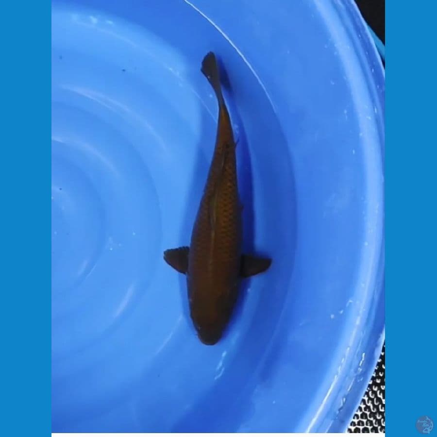 42 CM - PEJINAK KOLAM